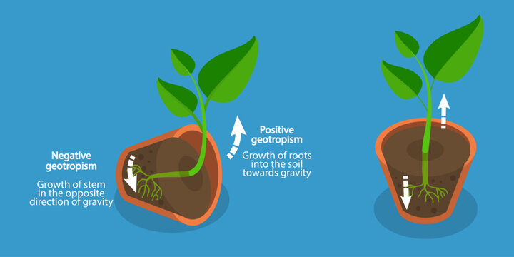 3D Isometric Flat Vector Illustration of Geotropism and Gravitropism In Plants, Movement in Response to Light
