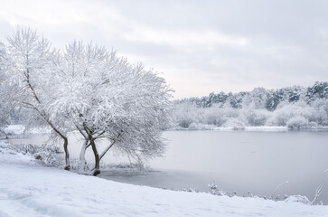 Trees covered with snow on the shore of a lake, a river. Winter. Winter landscape