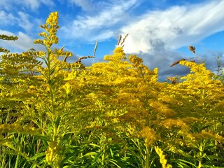 field of yellow flowers