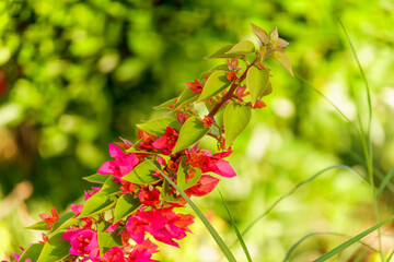 Bougainvillea, Paper flower Bougainvillea hybrida soft focus with blurry background