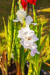 Fototapety na wymiar - Fototapeta24.pl