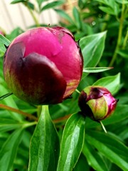 peony
