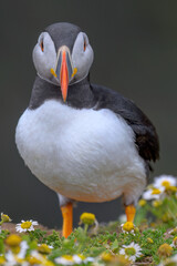 atlantic puffin with Flowers