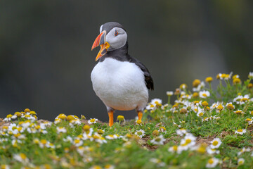 Fototapeta premium Puffins in the flowers
