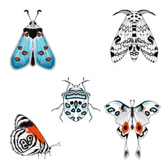 Set of black and white moth colorful butterfly illustration. Summer butterflies isolated on transparent background. PNG