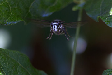 Flying Bald Faced Hornet Hovering Among Green Leaves