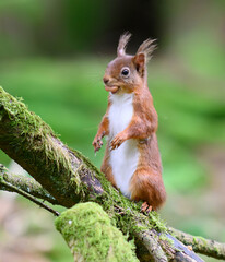 Red Squirrel standing with a nut in its mouth