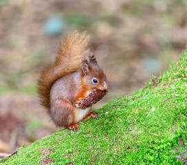 red Squirrel eating a pine cone