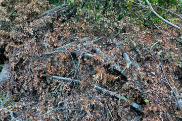 A pile of cut tree branches with yellow dried leaves. Pruning plants in the park. Background.