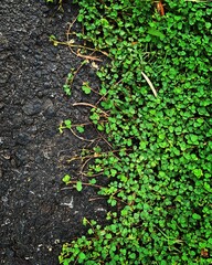 plant growing in soil