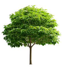 Fototapeta premium green tree isolated