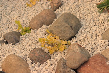 Decorative stones in the garden. Ornamental plants.