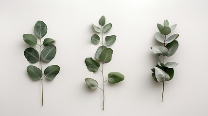 Green eucalyptus leaves arranged neatly on a light background in natural light