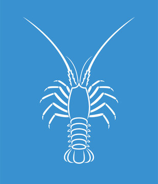 recommend clip art: Spiny lobster outline. Isolated spiny lobster on white background