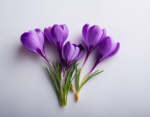 Violet crocuses on a white background. Spring flowers. Top view, flat lay