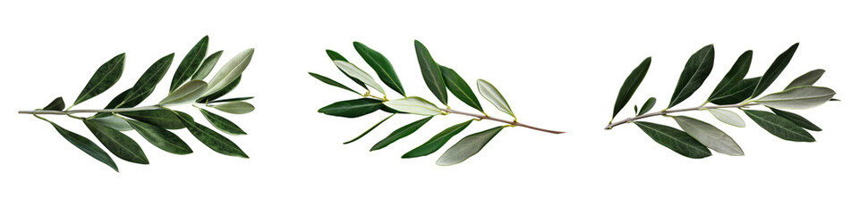 A set or collection of green olive leaf branches or twigs on a transparent, isolated background. Cut out or PNG.