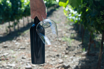 A glass and bottle of red wine in hand against the backdrop of a vineyard. Winemaking and agriculture concept