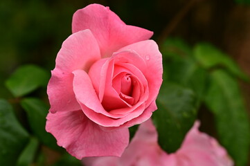 Gorgeous roses in the garden. Victoria, BC, Canada