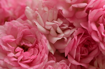 Gorgeous roses in the garden. Victoria, BC, Canada