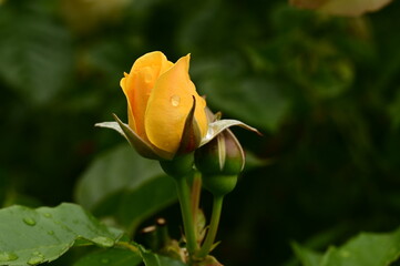 Gorgeous roses in the garden. Victoria, BC, Canada