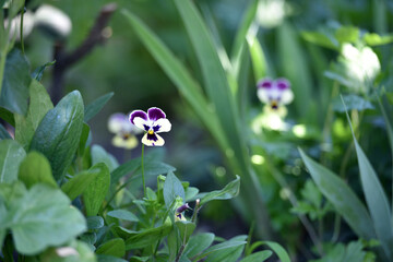 Viola tricolor. Viola plant with violet flower , Viola, Common Violet, pansy flower. delicate blue, purple and yellow flowers in the garden, in the flowerbed. floral background. close-up. vertically