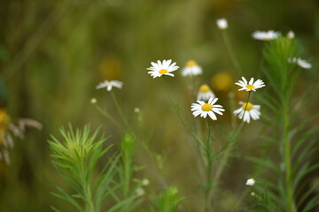 field daisies. chamomiles on summer day. white wild flower. Collecting pharmacy chamomile for chamomile tea. Medicinal plant. beauty of nature. copy space. close-up.
