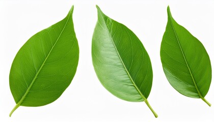 Fototapeta premium botany natural green leaves isolated on white background png