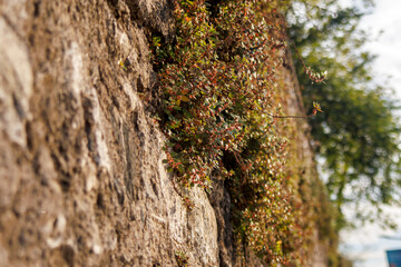 colorful plant on the wall stone
