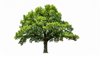 green oak tree isolated on transparent background