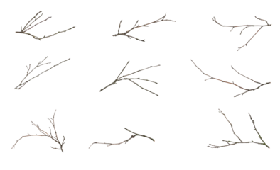 dry twigs isolated on white background