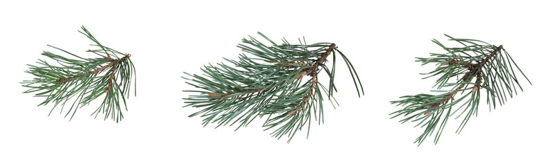 pine branches isolated on white background