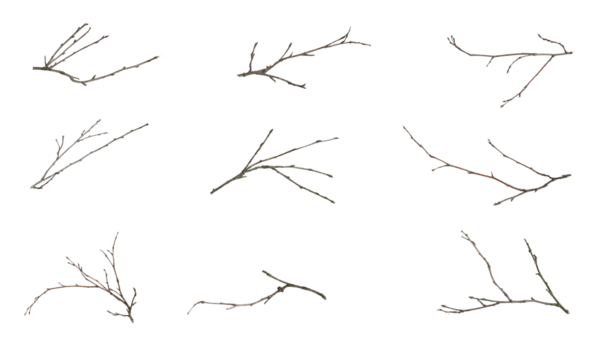dry twigs isolated on white background