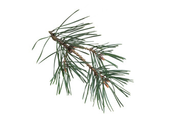 pine branches isolated on white background