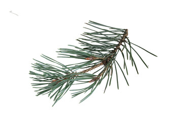 pine branches isolated on white background