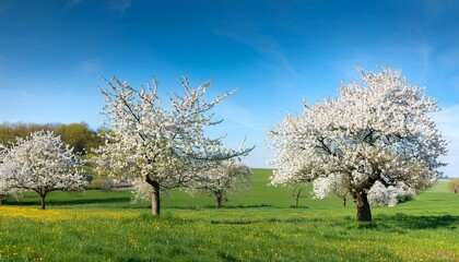 Fototapeta premium blossoming trees in spring in rural scenery