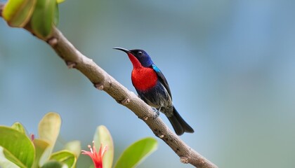Fototapeta premium low angle view of a perched scarlet chested sunbird