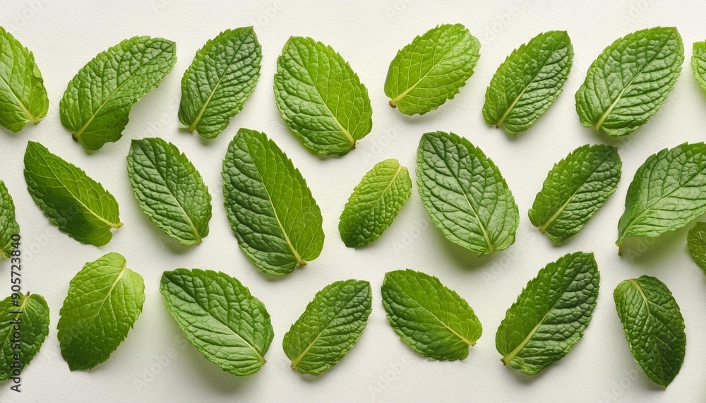 Wall mural an overhead photo of fresh green mint leaves neatly arranged in a repeating pattern on a white background