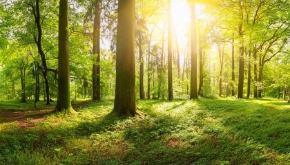 Obraz premium panorama of a beautiful green forest with bright sun shining through large trees