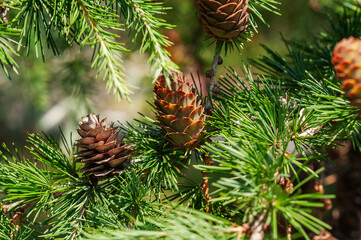 detailed view of pine cones on fir branches