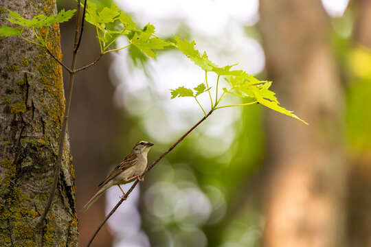 Bird in a tree