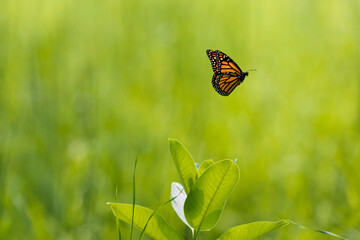 Butterfly flying off to the right