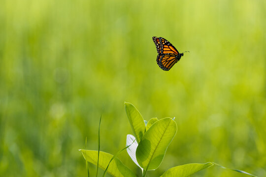 Butterfly flying off to the right