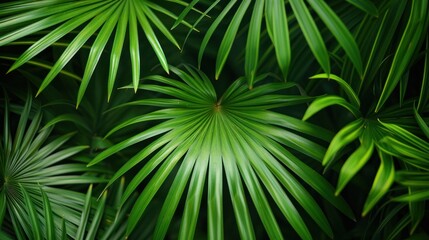 Green Palm Leaves Close Up