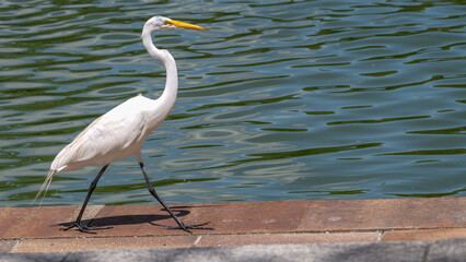 Great egret, or white heron, walking with purpose on the pavement near a lake in summer.