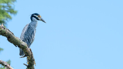 Yellow-crowned night heron perched in a tree.