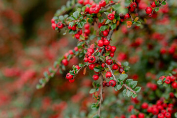 Autumn rowan tree. Rowan branches.