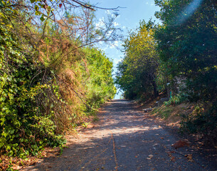 path in autumn forest