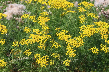 Sweden. Tansy (Tanacetum vulgare) is a perennial, herbaceous flowering plant in the genus Tanacetum...