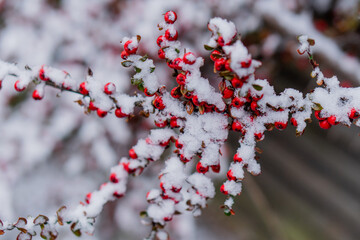 Rowan tree. Rowan branches in the snow.