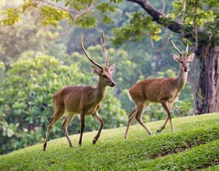 a pair of deer walking on a stretch of grass.